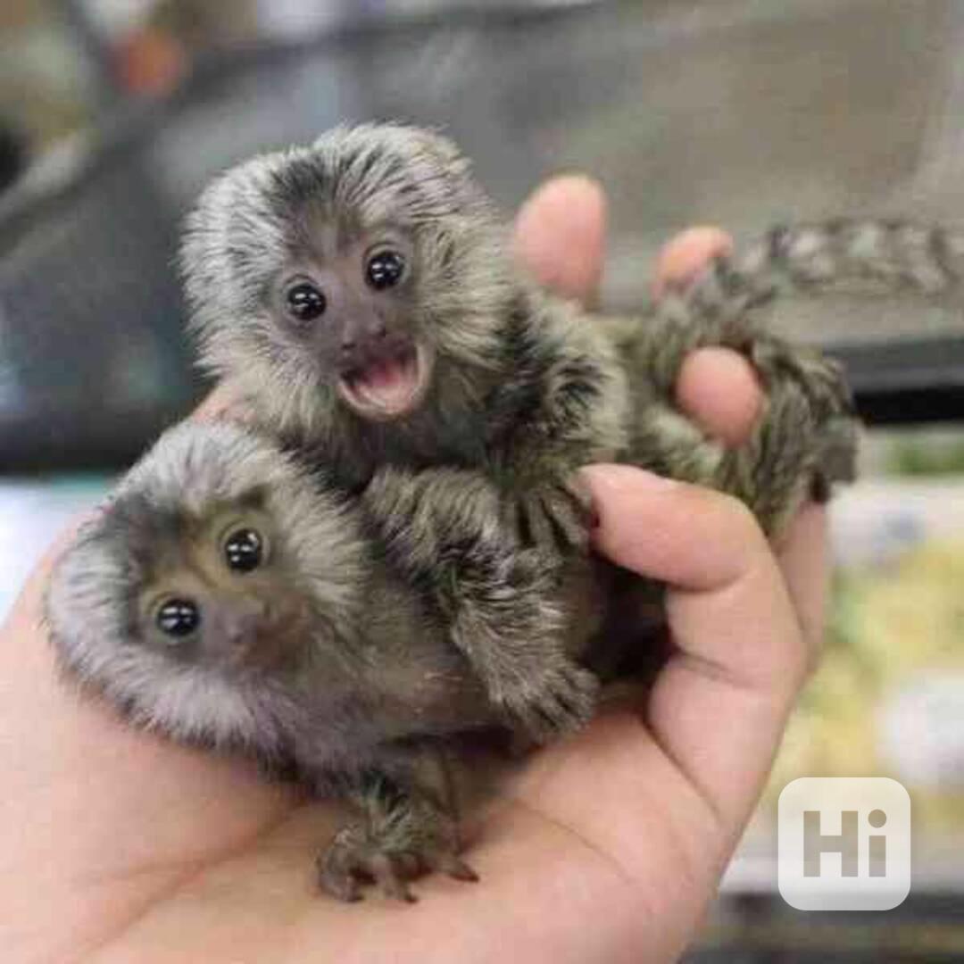 inteligentní opice kosmany  k adopci - foto 1