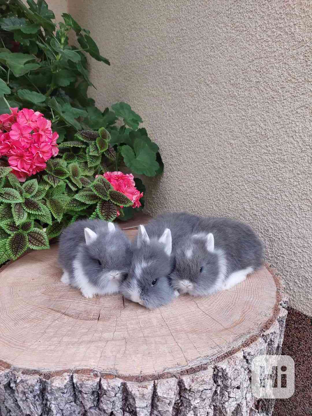 Zakrslý králík - sameček - foto 1