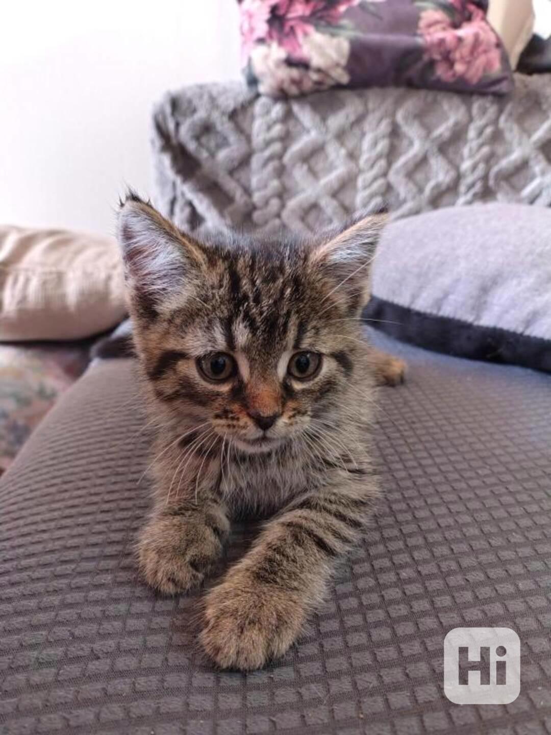 Mourovaný mazlík 2,5měsíční Satánek, tak mu říká - foto 1