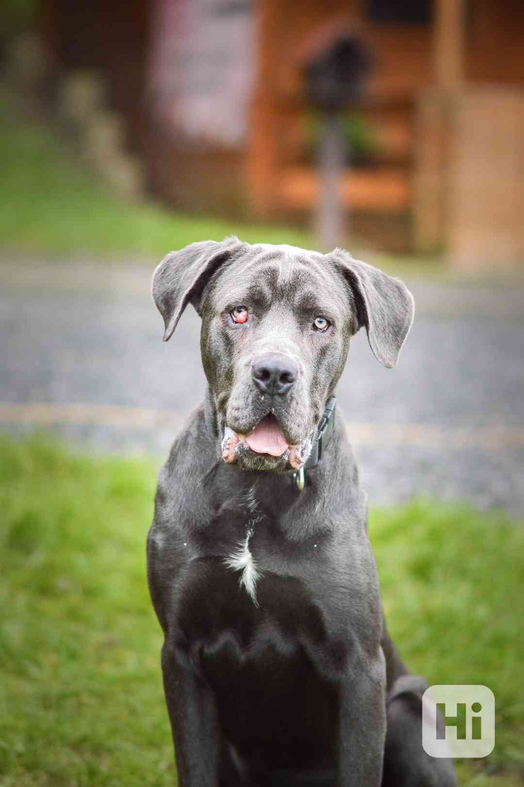 Gino - x Cane Corso - bláznivý hodný puberťák, 10 měsíců - foto 1