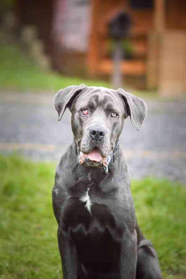 Gino - x Cane Corso - bláznivý hodný puberťák, 10 měsíců - foto 6