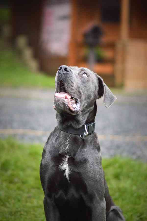 Gino - x Cane Corso - bláznivý hodný puberťák, 10 měsíců - foto 5