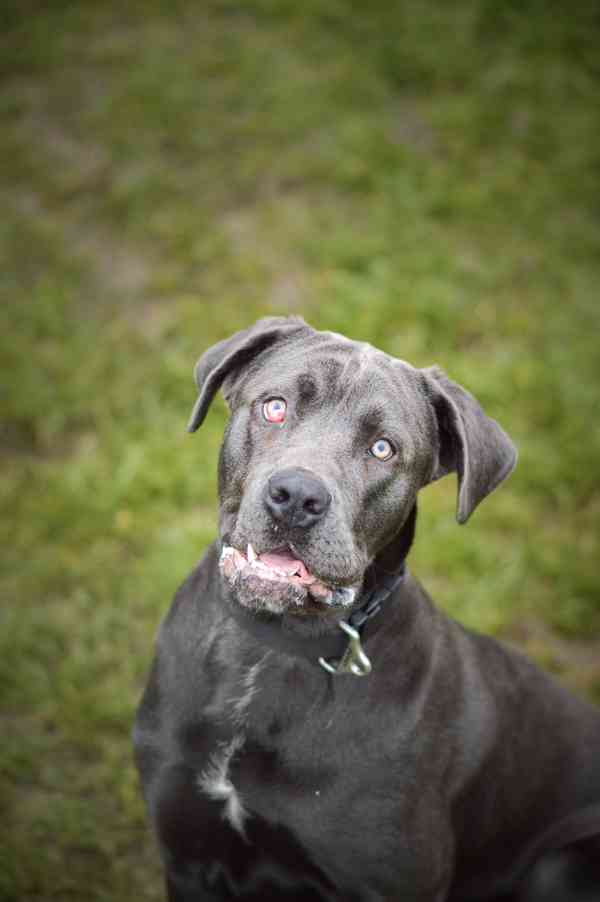 Gino - x Cane Corso - bláznivý hodný puberťák, 10 měsíců - foto 4