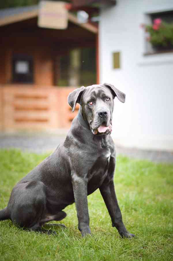 Gino - x Cane Corso - bláznivý hodný puberťák, 10 měsíců - foto 7