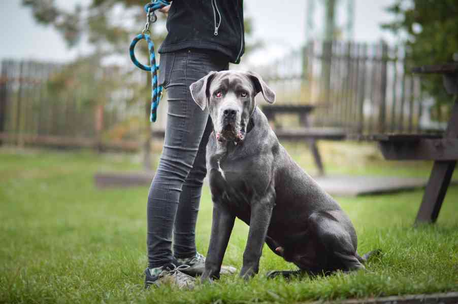 Gino - x Cane Corso - bláznivý hodný puberťák, 10 měsíců - foto 3