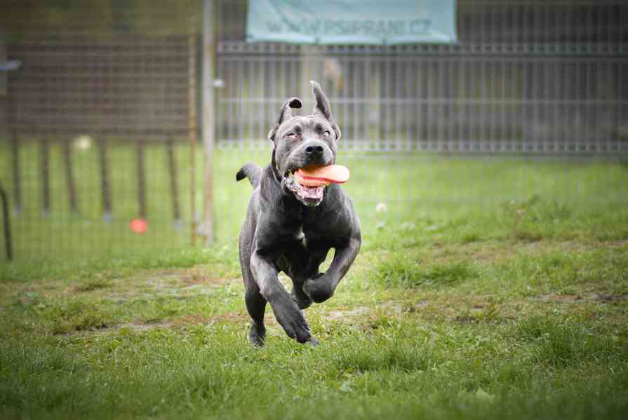 Gino - x Cane Corso - bláznivý hodný puberťák, 10 měsíců - foto 8