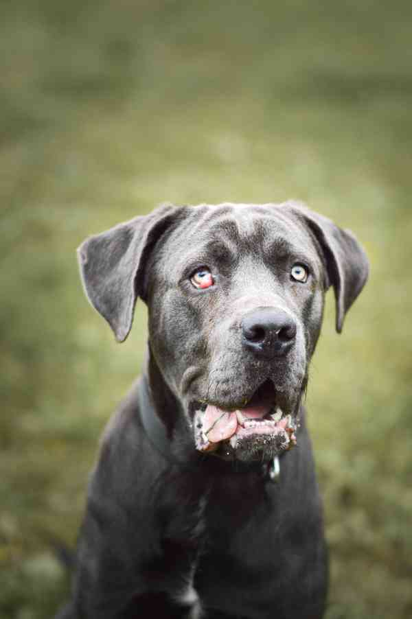 Gino - x Cane Corso - bláznivý hodný puberťák, 10 měsíců - foto 9