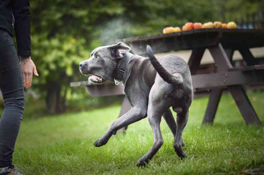 Gino - x Cane Corso - bláznivý hodný puberťák, 10 měsíců - foto 2