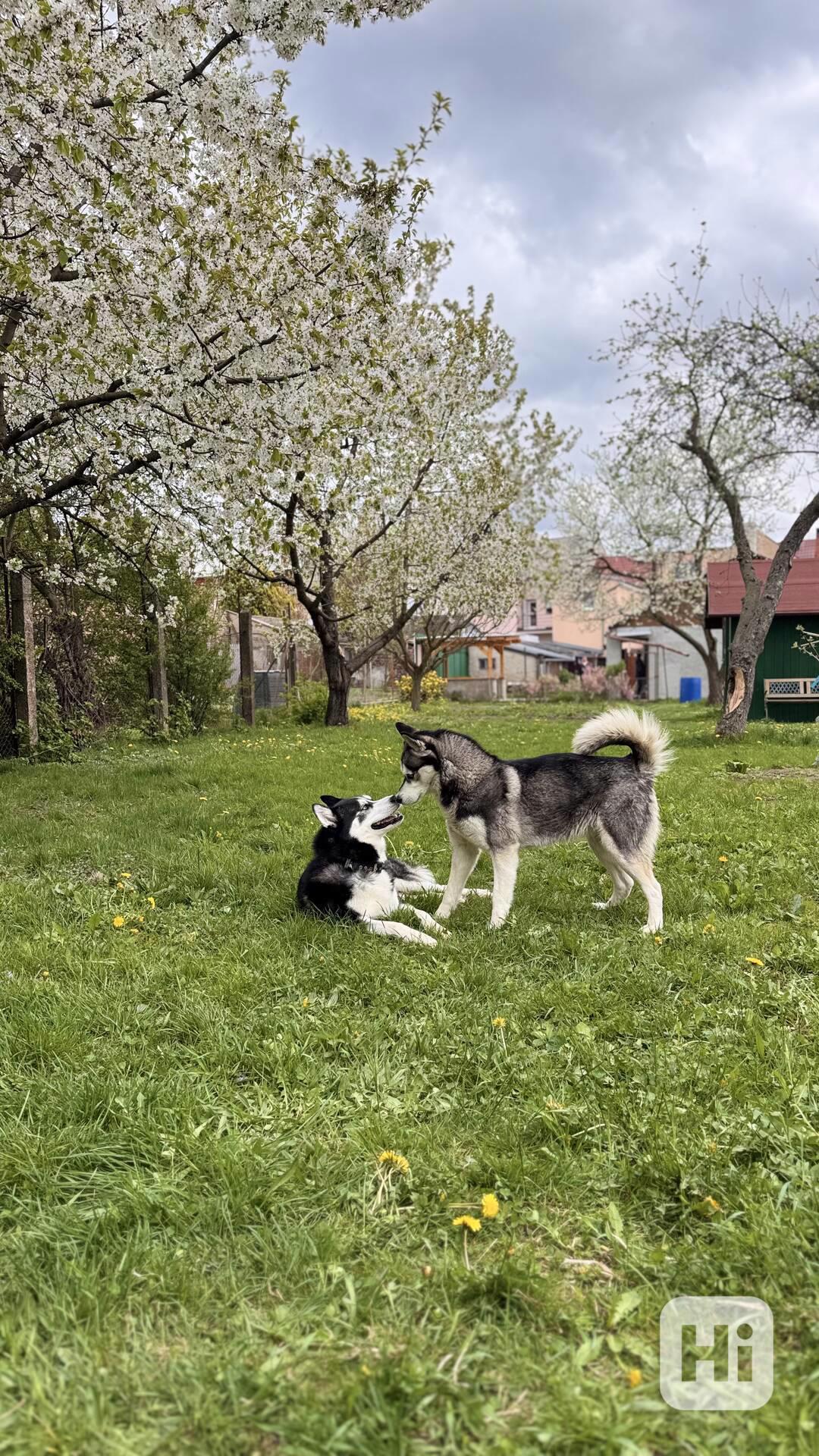 Štěně sibiřský husky - foto 1