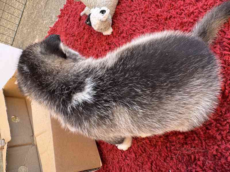 Štěně sibiřský husky - foto 5