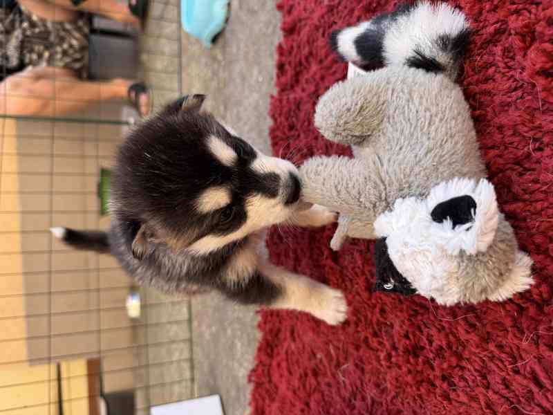 Štěně sibiřský husky - foto 6