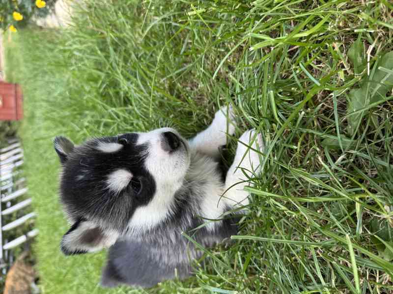 Štěně sibiřský husky - foto 18