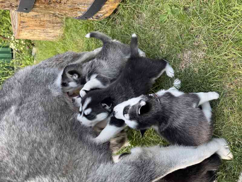 Štěně sibiřský husky - foto 20