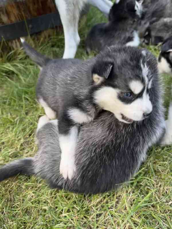 Štěně sibiřský husky - foto 15