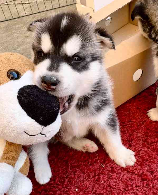 Štěně sibiřský husky - foto 3
