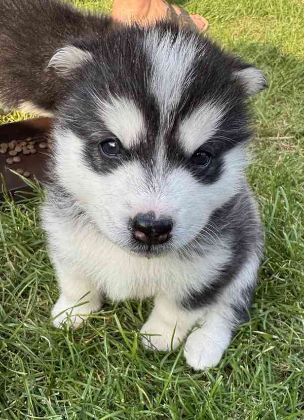 Štěně sibiřský husky - foto 21