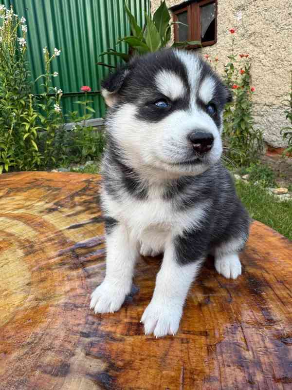 Štěně sibiřský husky - foto 23