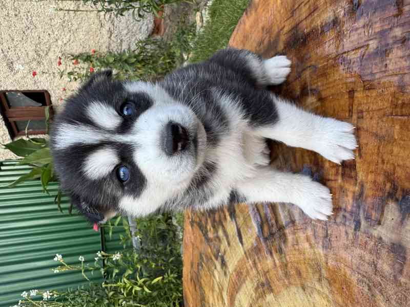 Štěně sibiřský husky - foto 12