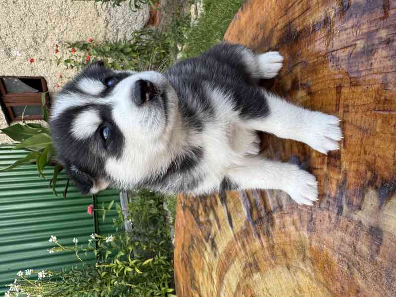 Štěně sibiřský husky - foto 13