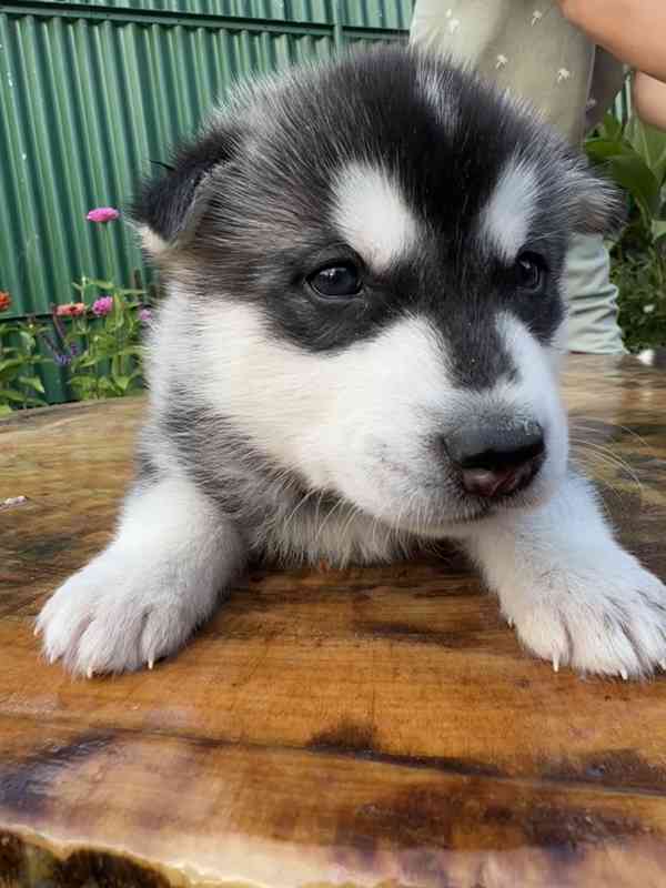 Štěně sibiřský husky - foto 14