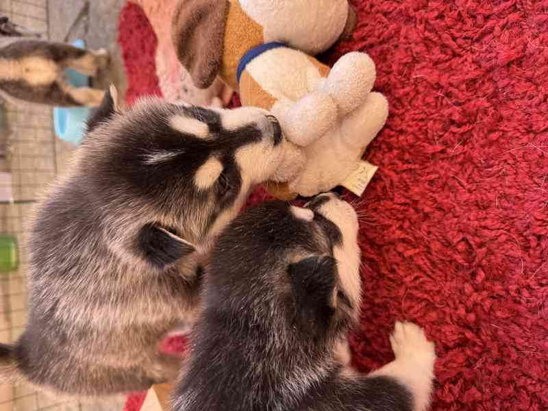 Štěně sibiřský husky - foto 2