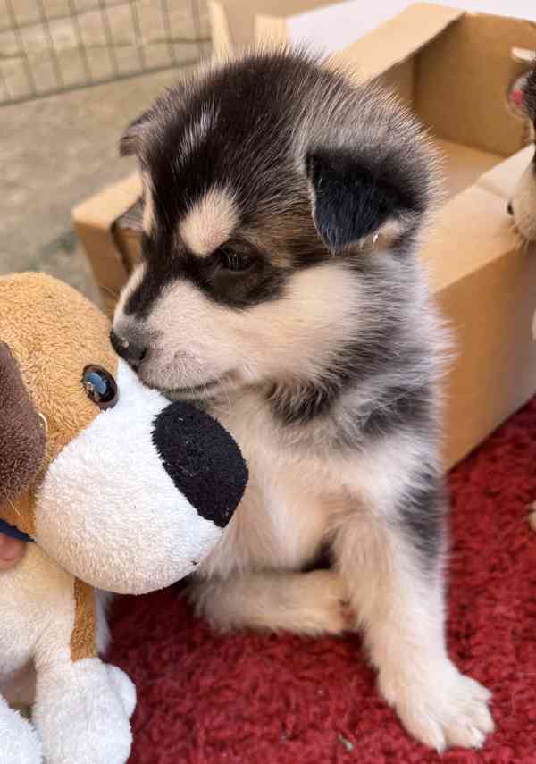 Štěně sibiřský husky - foto 4