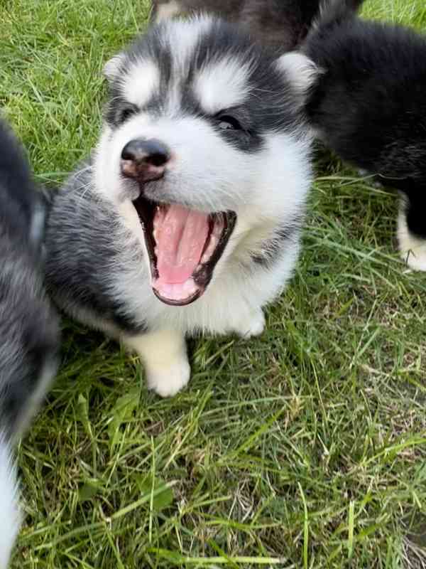 Štěně sibiřský husky - foto 16