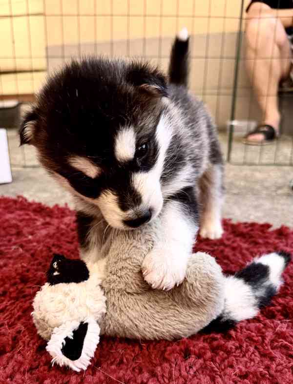 Štěně sibiřský husky - foto 7