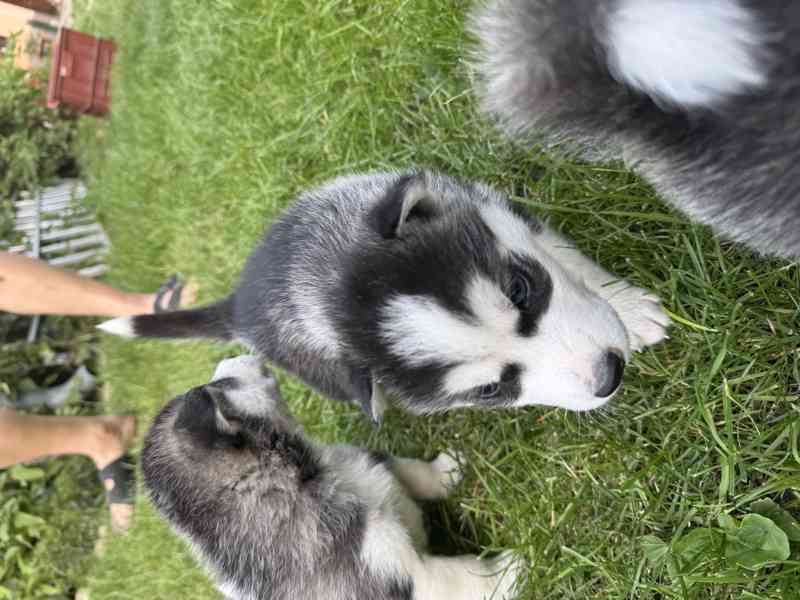 Štěně sibiřský husky - foto 9