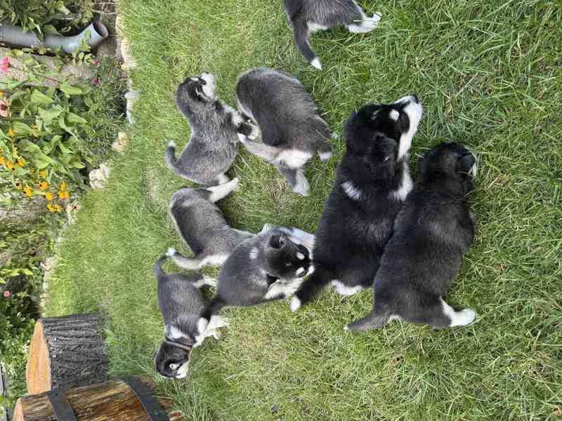 Štěně sibiřský husky - foto 8