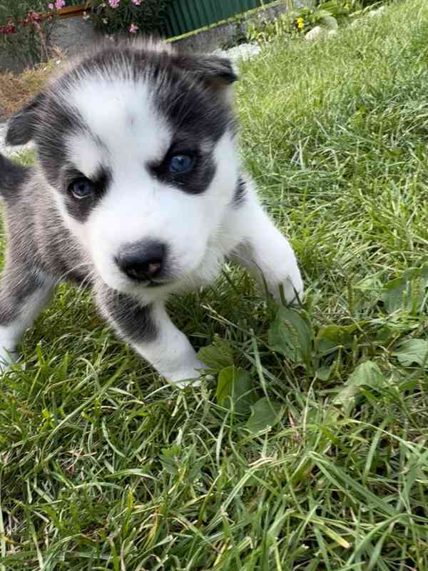 Štěně sibiřský husky - foto 11