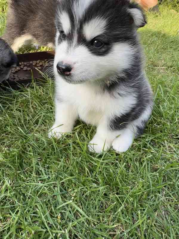 Štěně sibiřský husky - foto 22