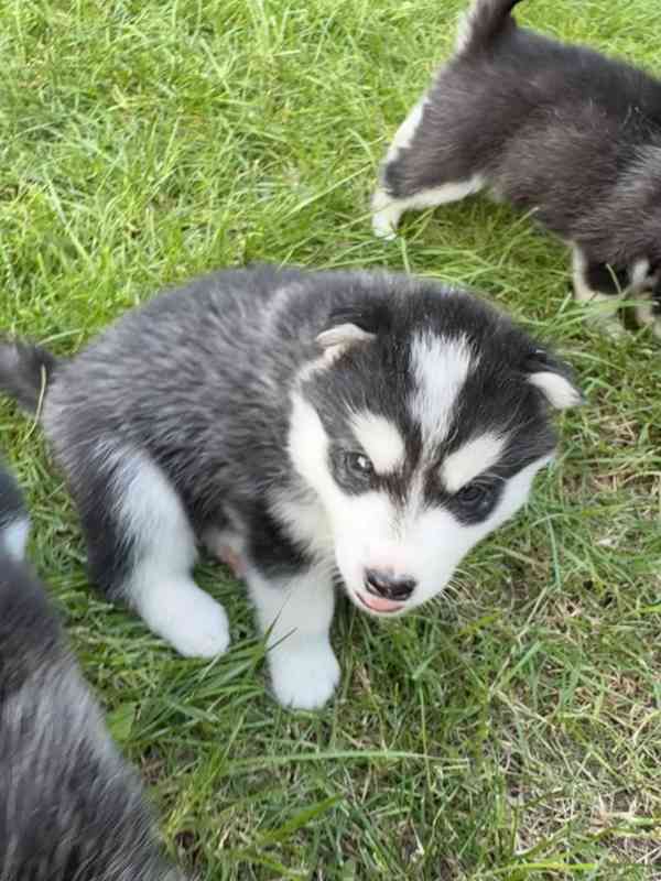 Štěně sibiřský husky - foto 17