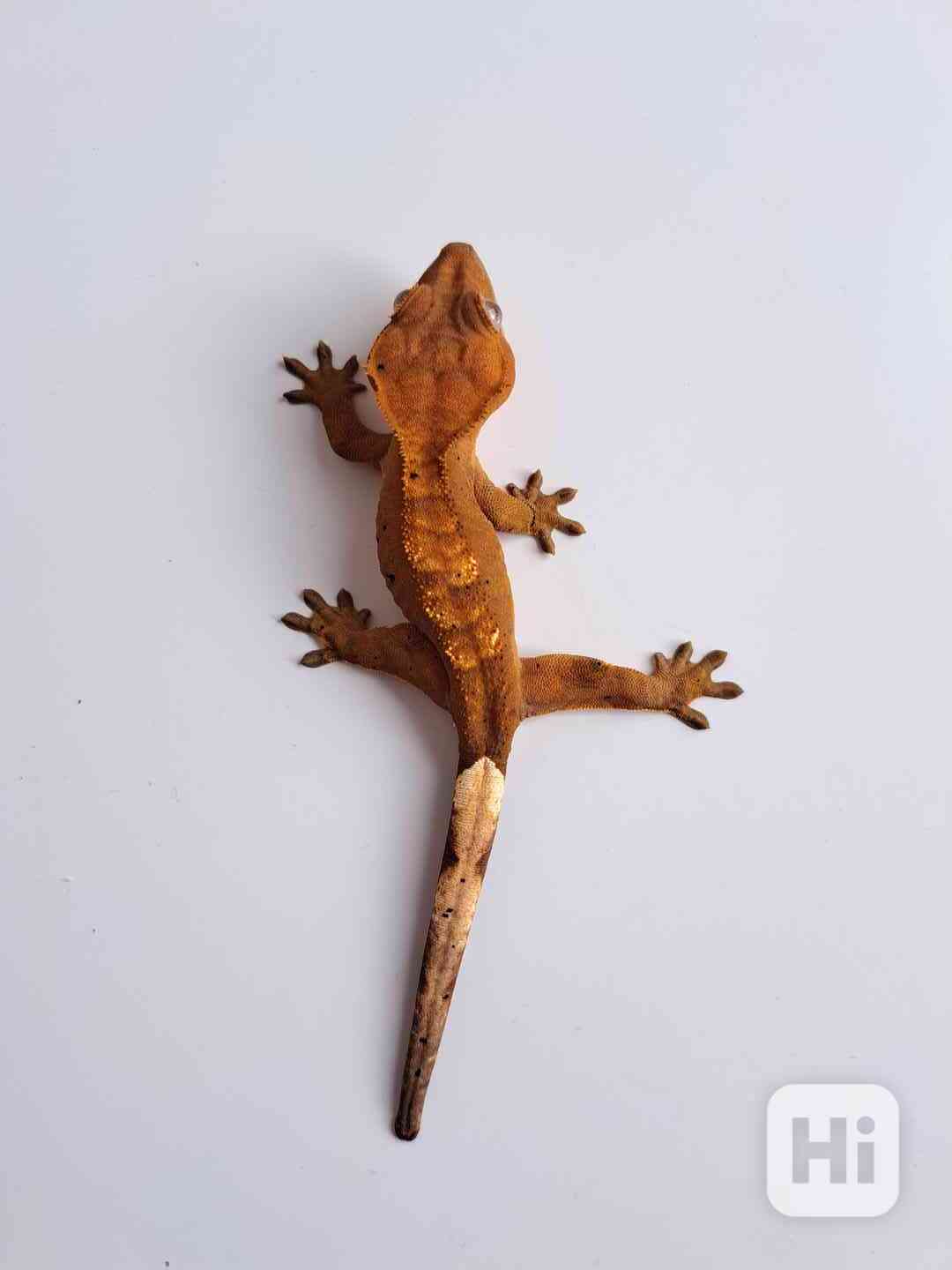 pagekon řasnatý - foto 1