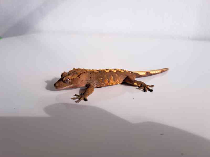 pagekon řasnatý - foto 2