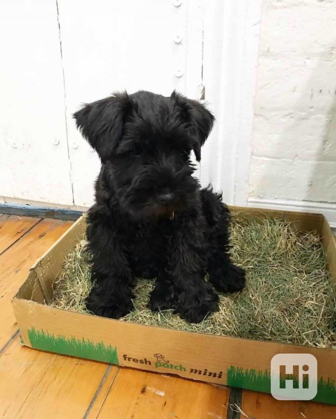 Štěňata malého knírače - foto 1