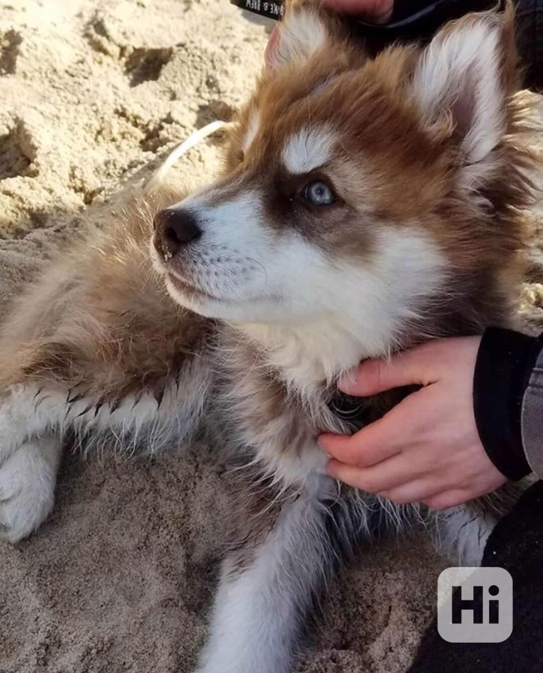 Rozkošné štěně huskyho hledá nový domov - foto 1