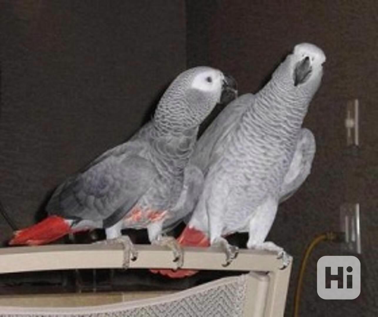 šedé africké papoušky na prodej 6000kc - foto 1