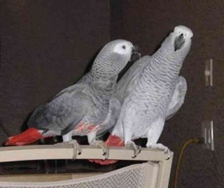 šedé africké papoušky na prodej 6000kc