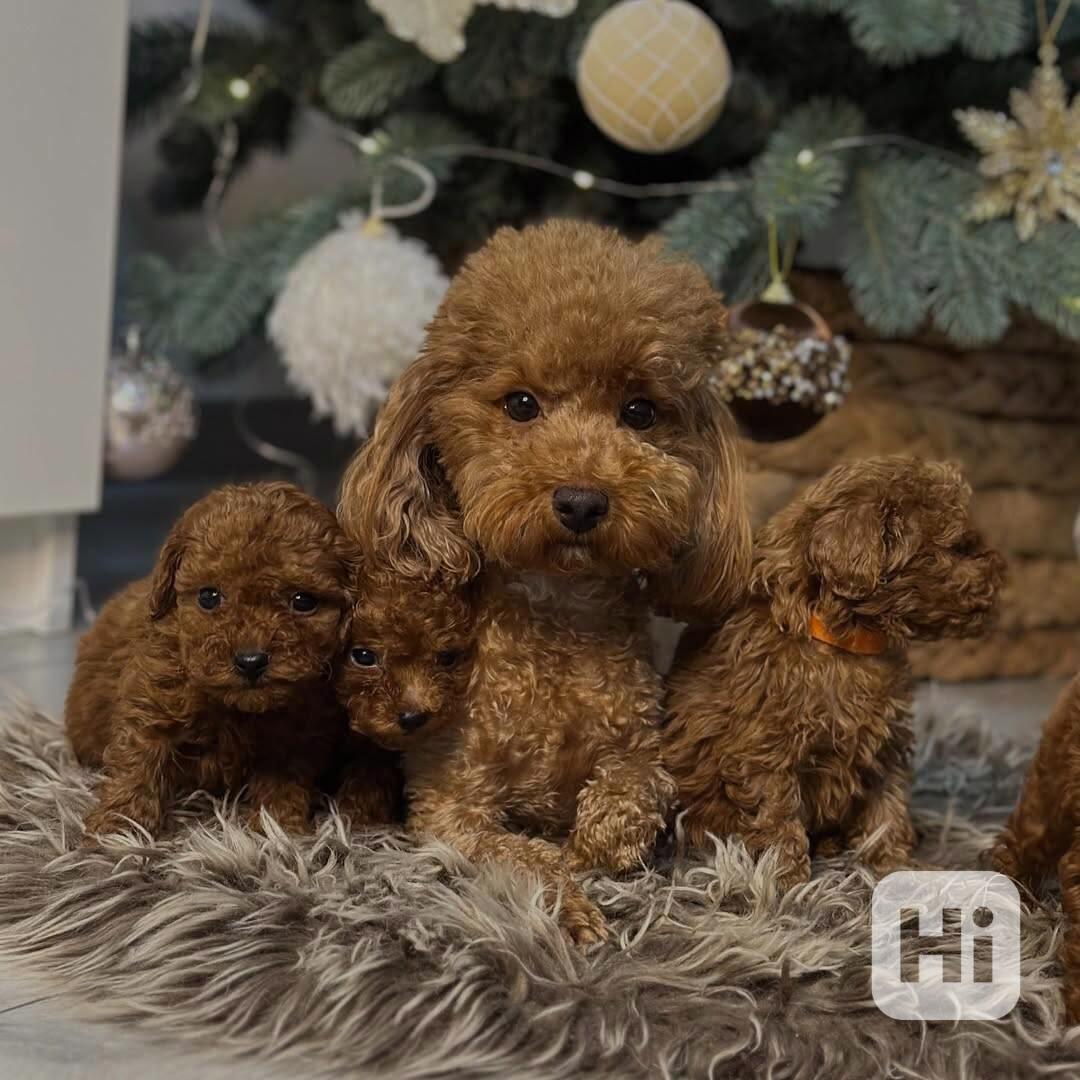 3 pejsci a 1 fenka toy pudlů - foto 1