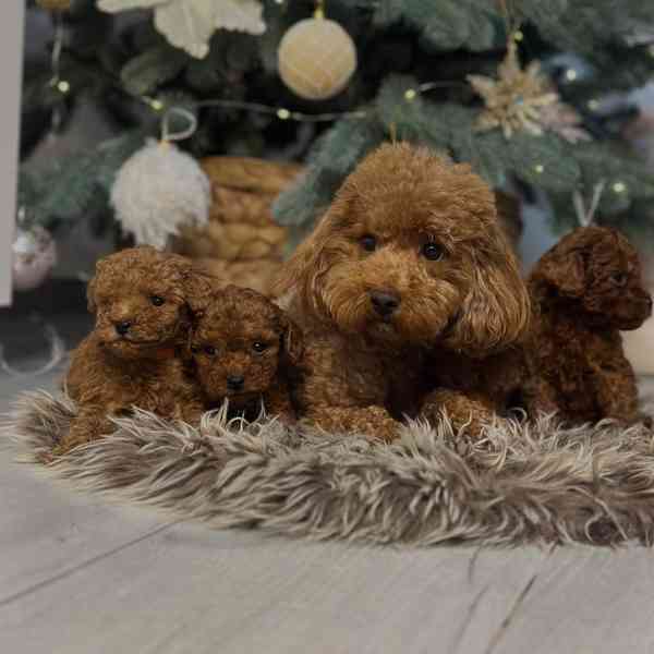 3 pejsci a 1 fenka toy pudlů - foto 2