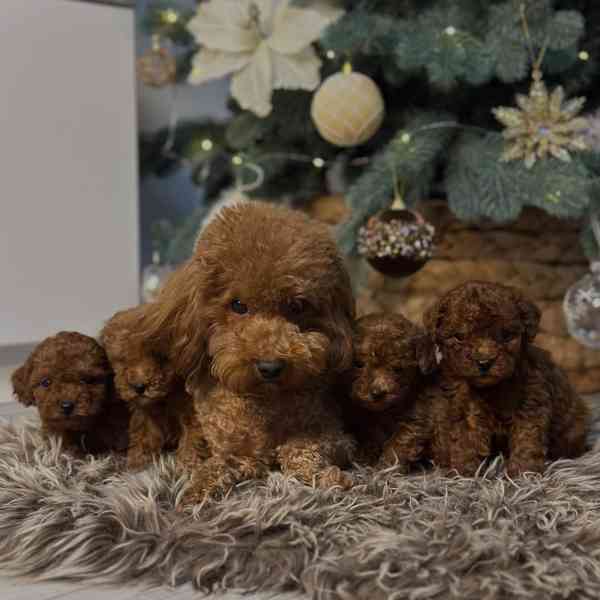 3 pejsci a 1 fenka toy pudlů - foto 4