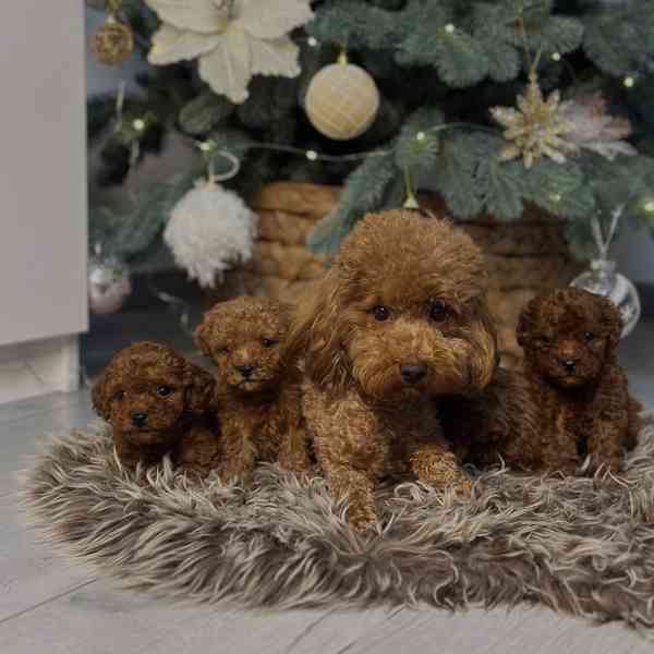 3 pejsci a 1 fenka toy pudlů - foto 5