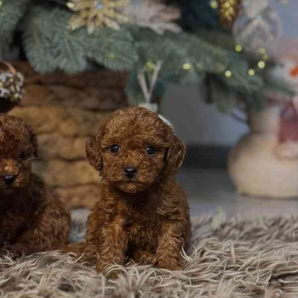 3 pejsci a 1 fenka toy pudlů - foto 3