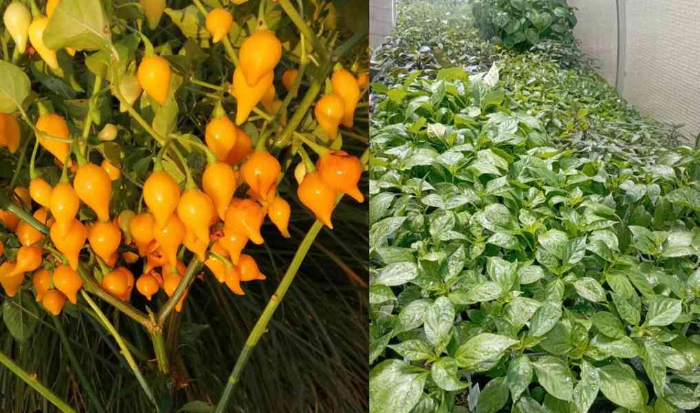 sazenice chilli Biquinho Yellow