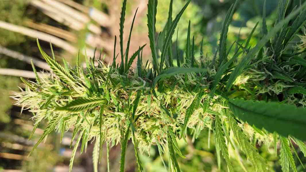 Konopná semínka (cbd,cbn + ostatní kanabinoidy) zdr. využití - foto 2