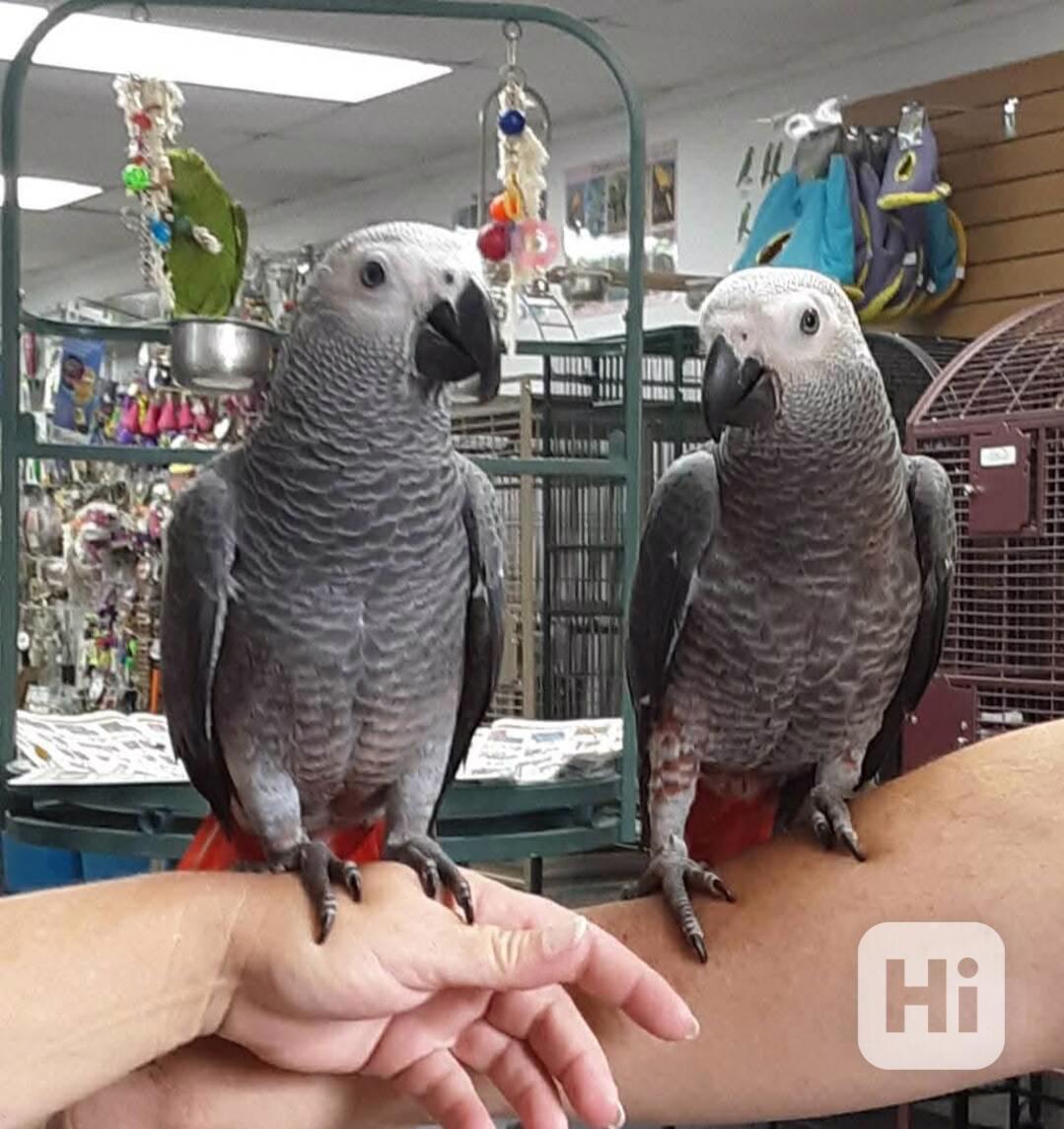 Ručně odchovaná miminka afrošedé šelmy!!  - foto 1