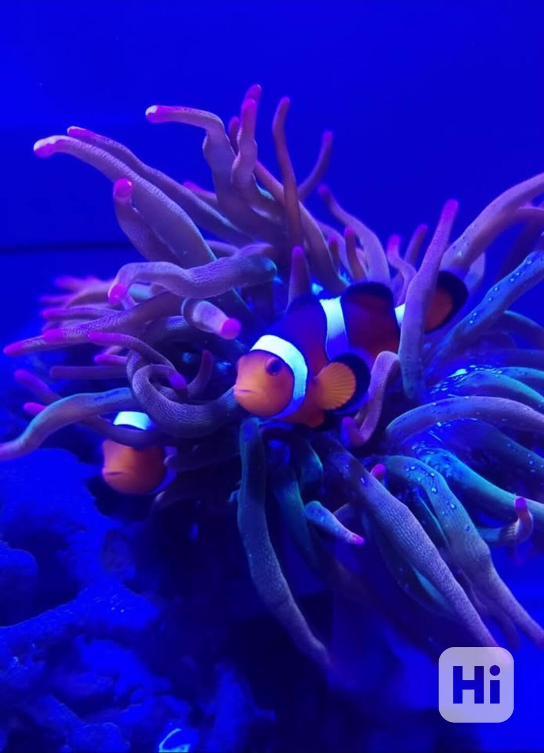 Mořské akvárium pro začátečníky - foto 1