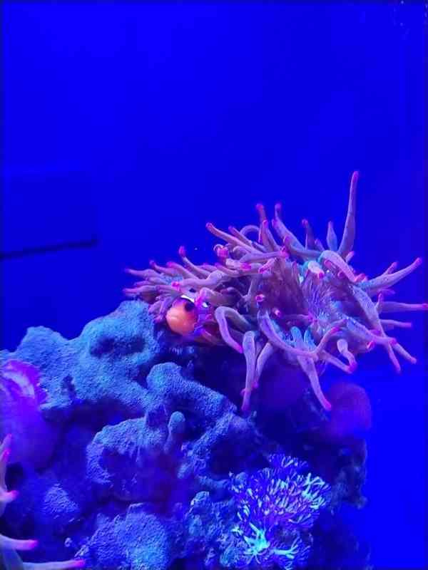 Mořské akvárium pro začátečníky - foto 5