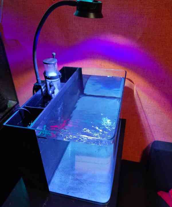 Mořské akvárium pro začátečníky - foto 4